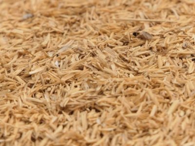 rice husk