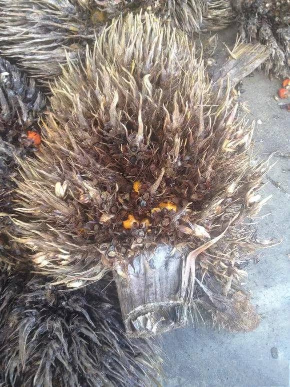 Empty Fruit Bunch.jpg